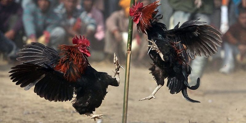 Bet thủ nên hiểu rõ về thắng thua trong đá gà tại OK365