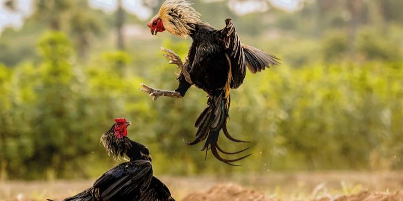 Hội viên cần nắm rõ các quy tắc thi đấu 