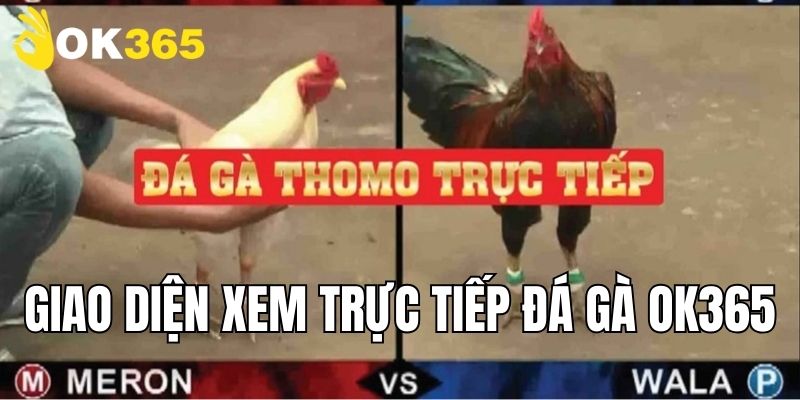 Giao diện xem trực tiếp chọi gà tại nhà cái OK365